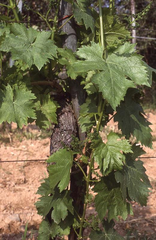 Italy 99 Fietri Grapes.jpg